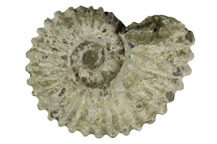 Bumpy Ammonite (Douvilleiceras) Fossil - Madagascar #247945